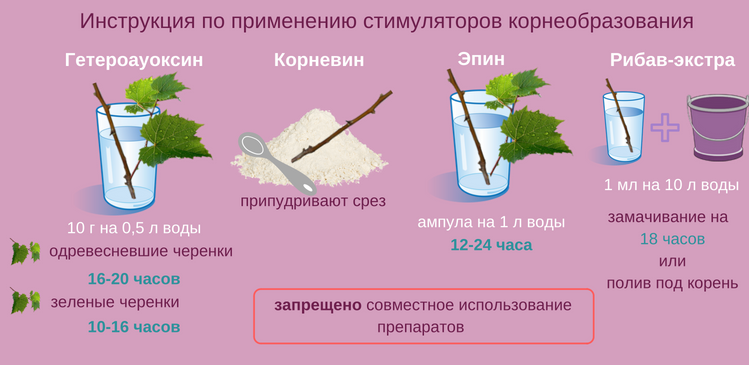 Как размножить гортензию черенками. пошаговая схема