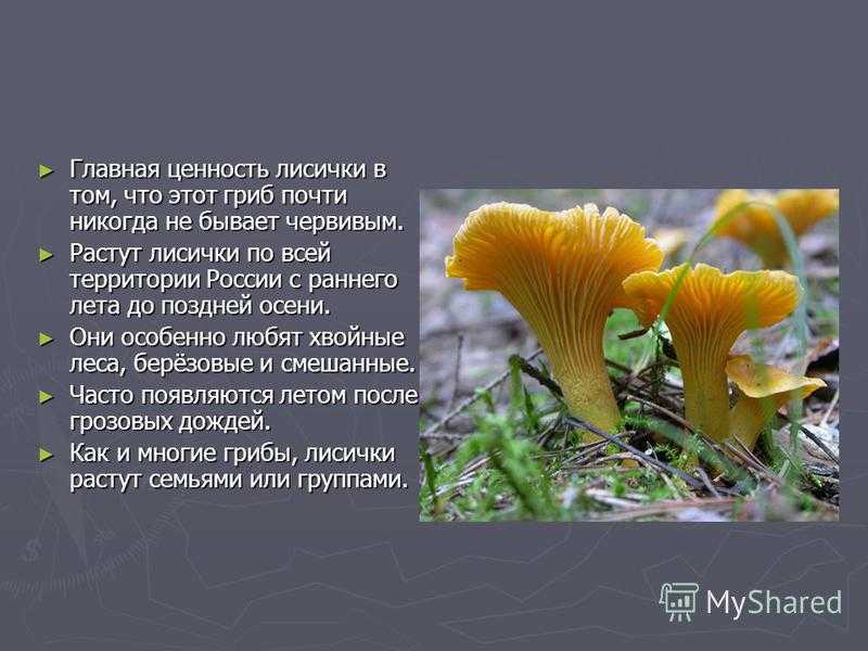 Всё о грибах лисичках: оказывается, они полезны не только как блюдо кухни!