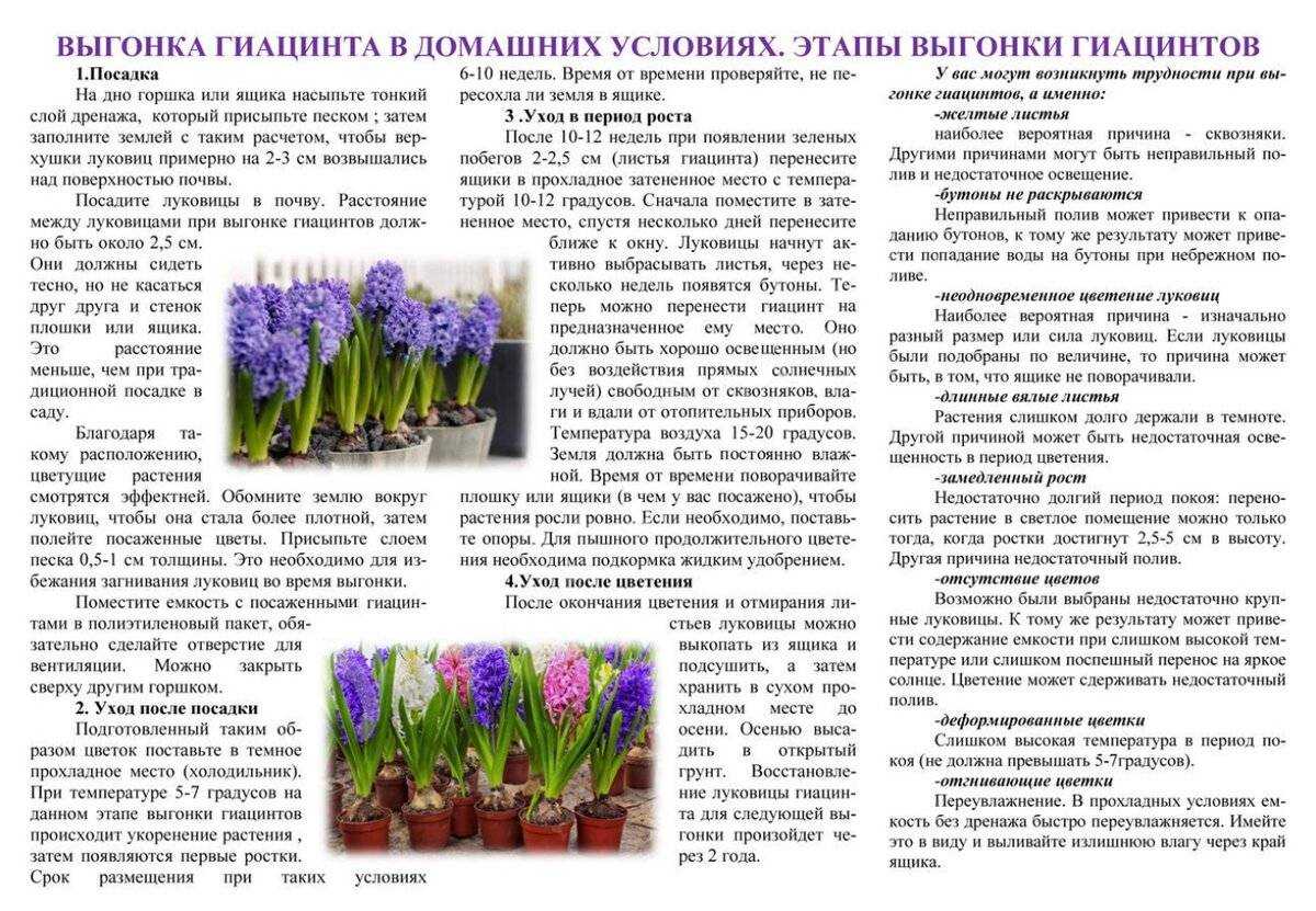 Уход за гиацинтом в домашних условиях и выращивание его в горшке