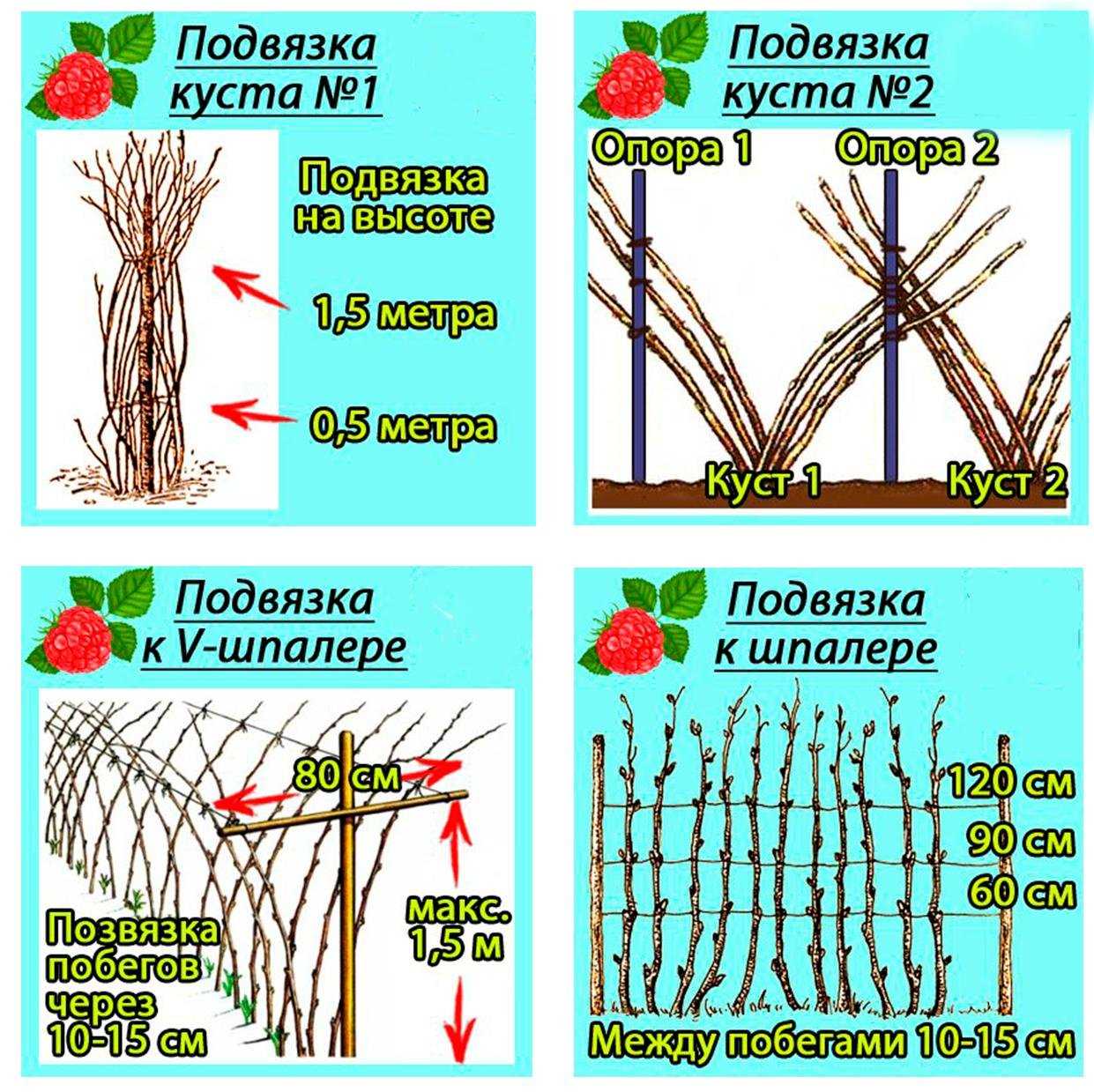 Малина - сорта, агротехника, евдокименко с.н. профессор, д. с.-х. н