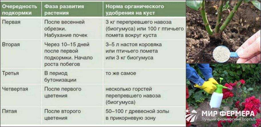Интересный вопрос: можно ли опрыскивать фиалки водой?