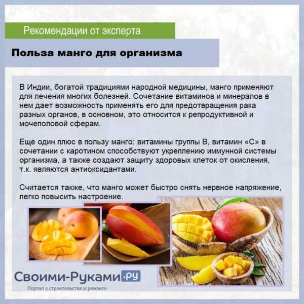 Как вырастить манго из косточки