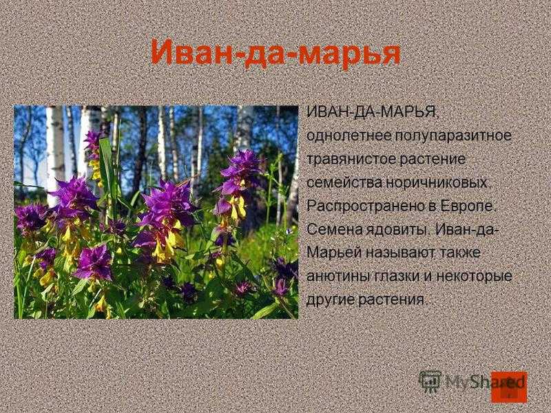 Иван-да-марья домашний цветок. цветок иван да марья бегония комнатная как выглядит, посадка и уход