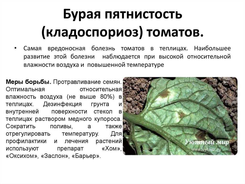 Аскохитоз огурцов в теплице: лечение, меры борьбы, фото