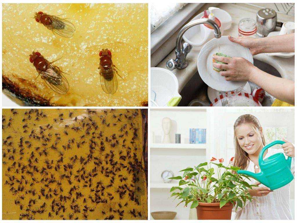 Как избавиться от мошек на кухне: причины появления, виды насекомых, средства
