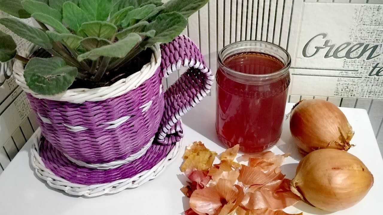 Луковая шелуха для рассады томатов, перцев, огурцов | подкормка из луковой шелухи для полива рассады