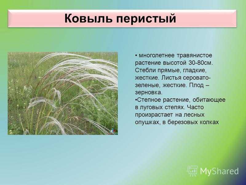ᐉ где растет ковыль в какой зоне