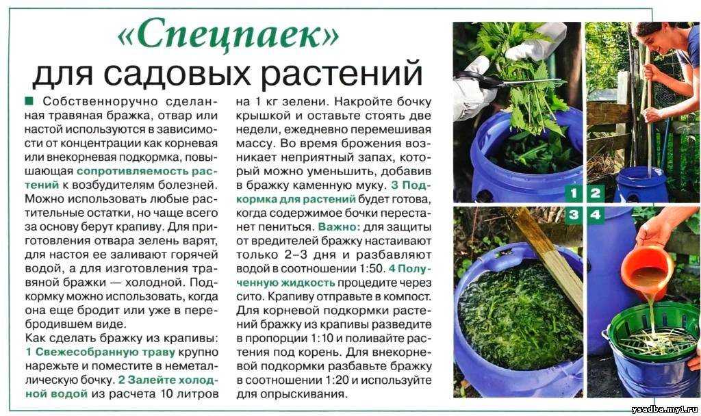 Чем подкормить орхидеи в домашних условиях: какие удобрения использовать, как их приготовить при помощи подручных средств или народных методов? selo.guru — интернет портал о сельском хозяйстве