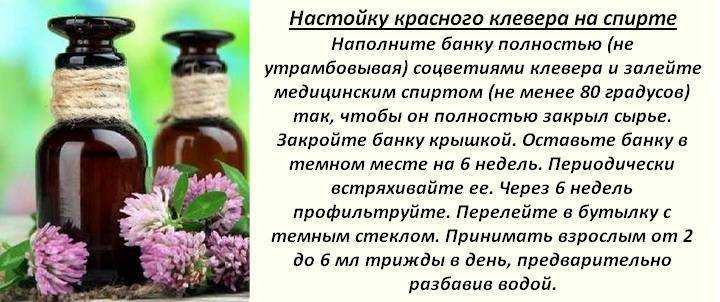 Лопух большой - лечебные свойства и правила применения в народной медицине