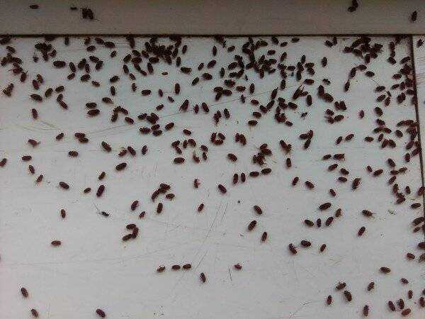 Эффективные способы как избавиться от фруктовых мошек