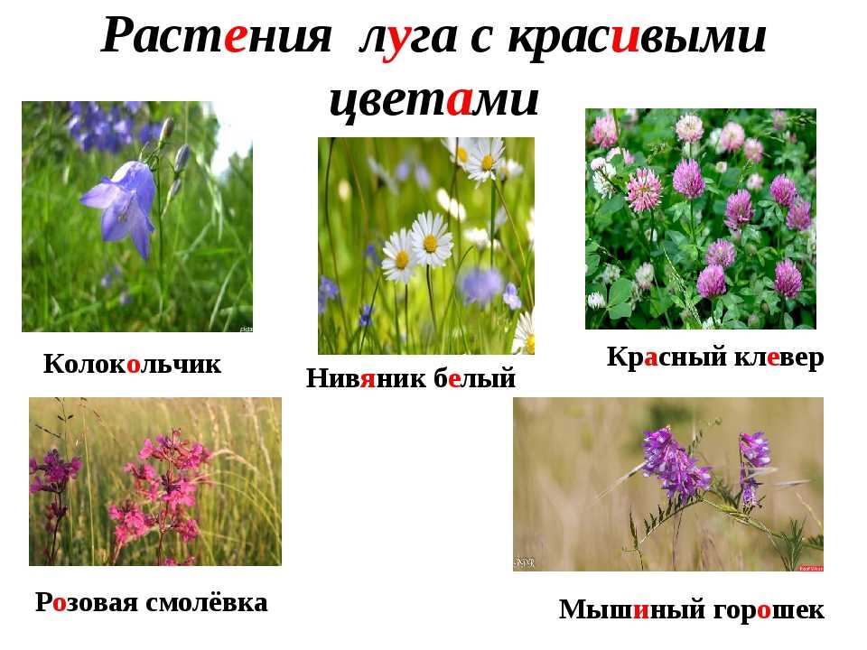 Самые красивые и необычные цветы, рядом с которыми розы просто полевые одуванчики