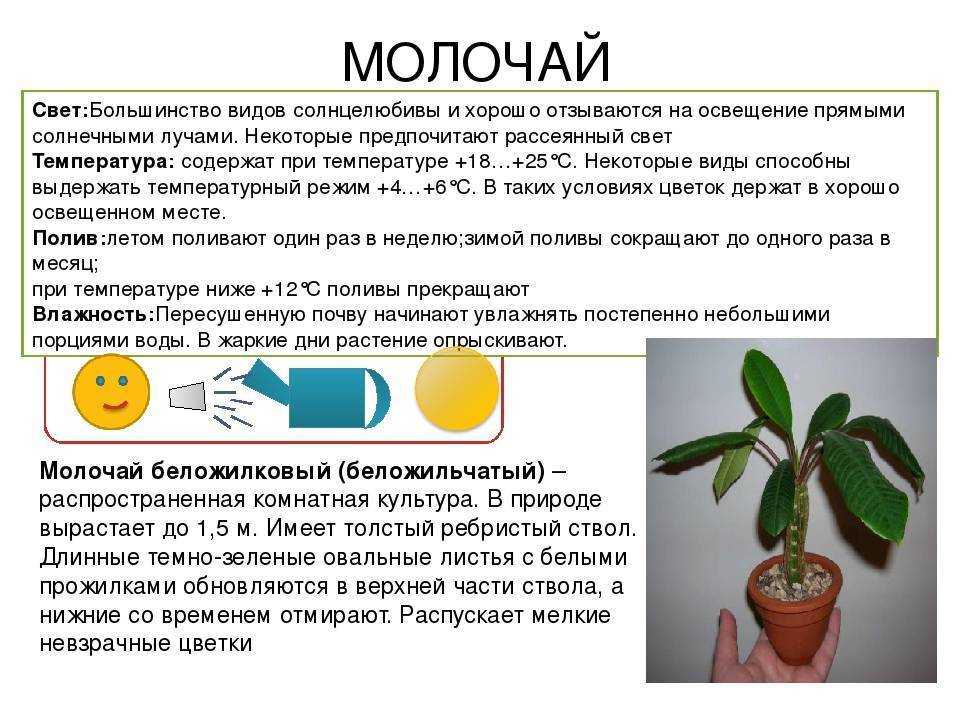 Филодендрон philodendron - виды, уход, проблемы выращивания, пересадка, размножение