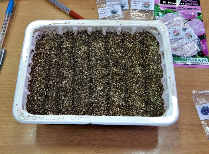 Выращивание эустомы из семян от посева до высадки в грунт