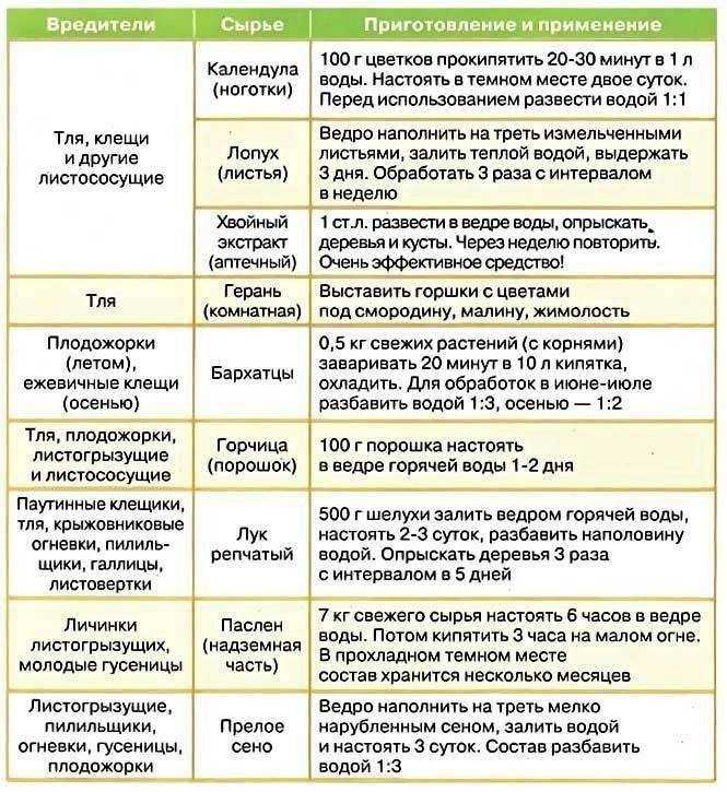 Пряные травы для вашего сада. список, названия с фото — ботаничка