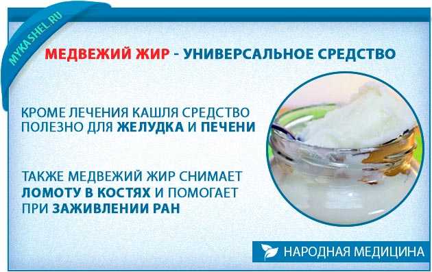 Медвежий жир: польза и вред, лечебные свойства, противопоказания, применение | zaslonovgrad.ru