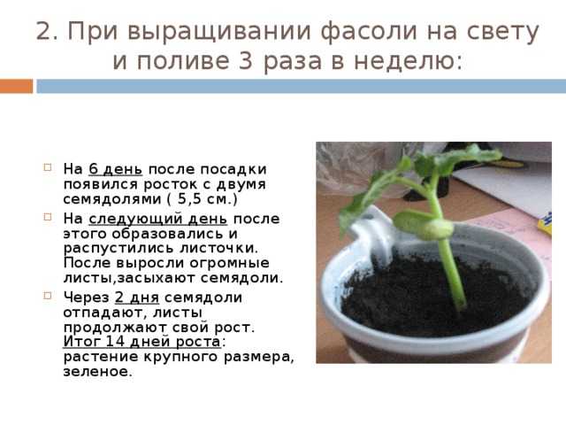 Конопляные семена: польза и вред (как принимать)