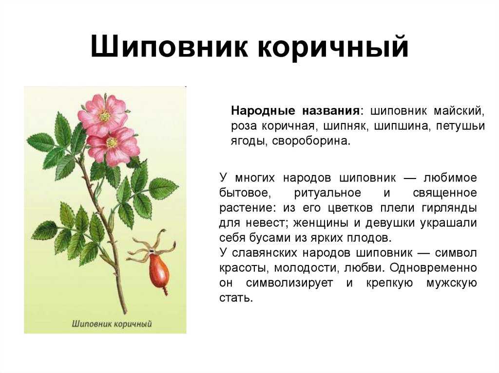 Шиповник – бесценный дар природы. в чем польза и вред шиповника для здоровья человека?