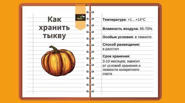 Как правильно хранить тыкву: срок, температура, условия, способы