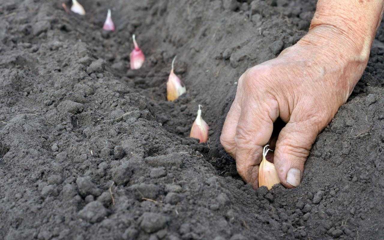 Лучшие средства для подкормки чеснока: чем подкармливать, сроки