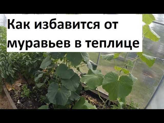 Как избавиться от муравьев на участке? в огороде, в саду, в теплице. народные средства. фото — ботаничка