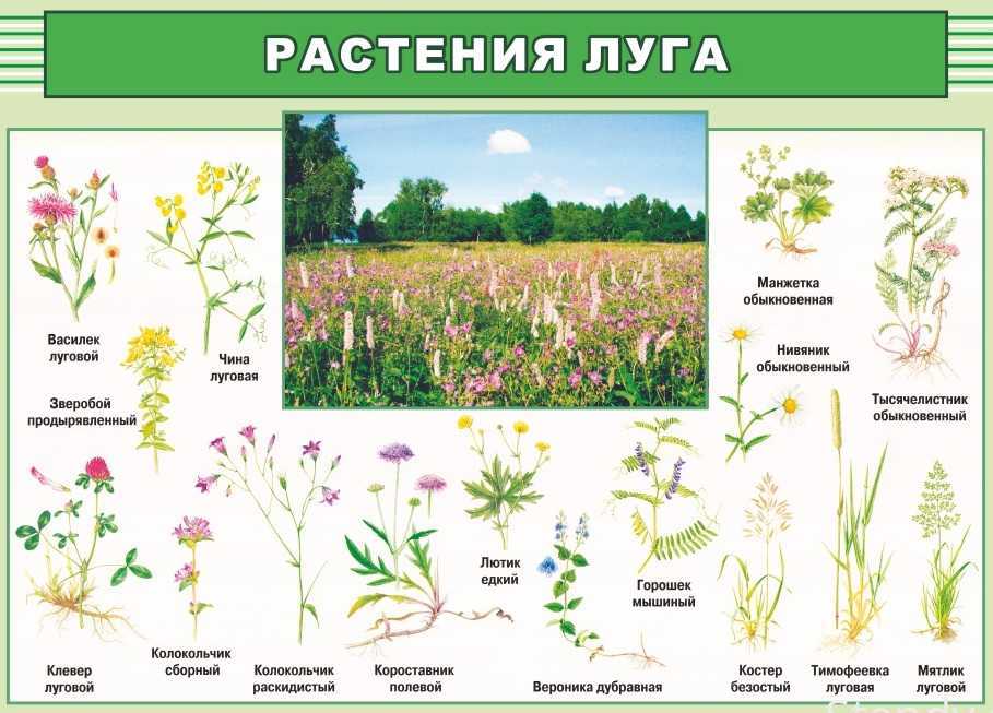 Полевые и луговые цветы и травы (130 фото) – каталог с названиями | огородникам инфо