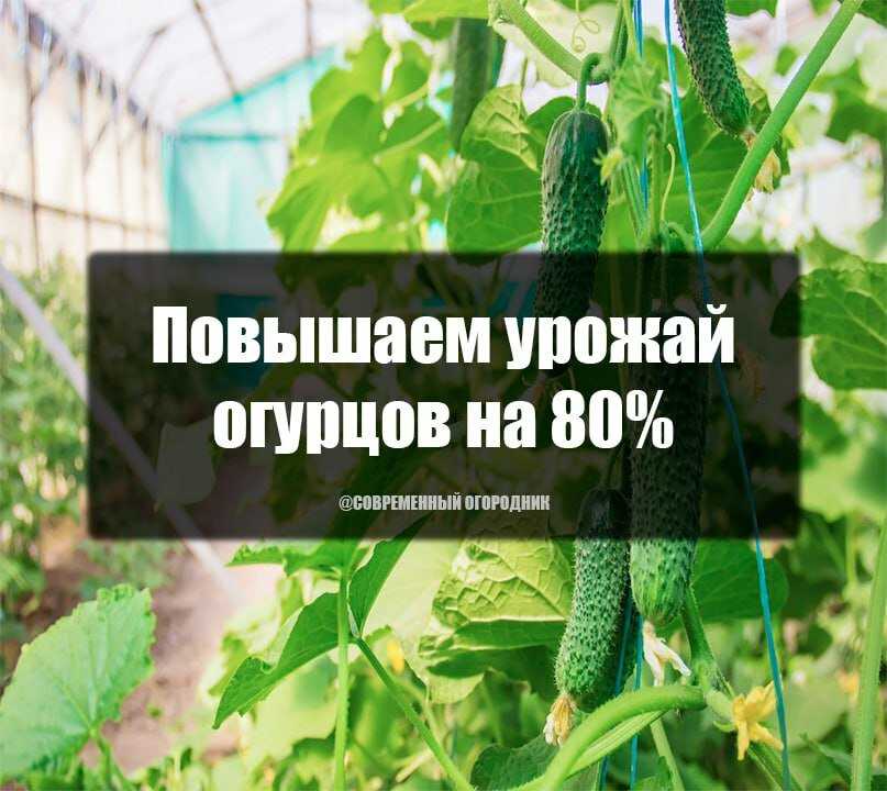 Раствор бессараба для подкормки растений: правила приготовления и применения