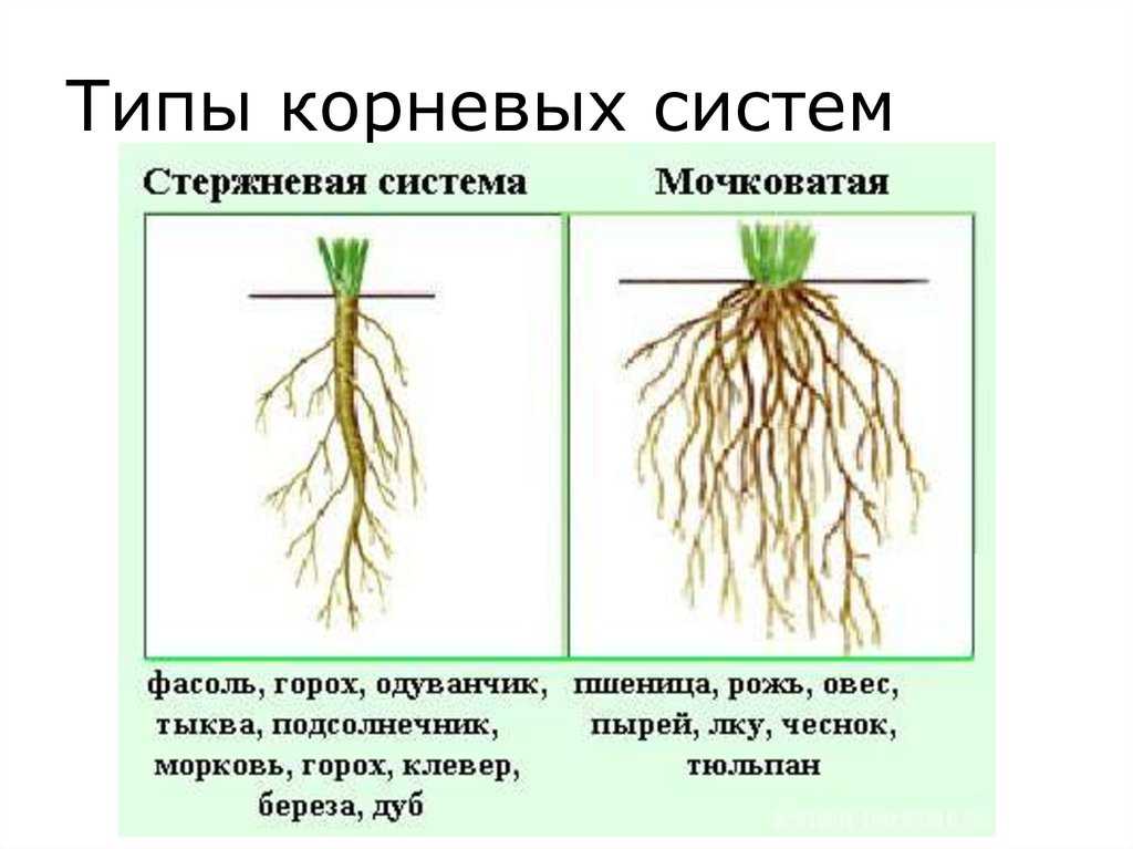 Картофельные очистки как удобрение для огорода и сада: для каких растений, как использовать?