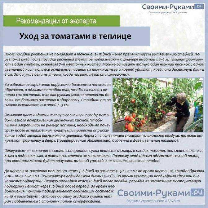 Правильная посадка рассады томатов в открытый грунт