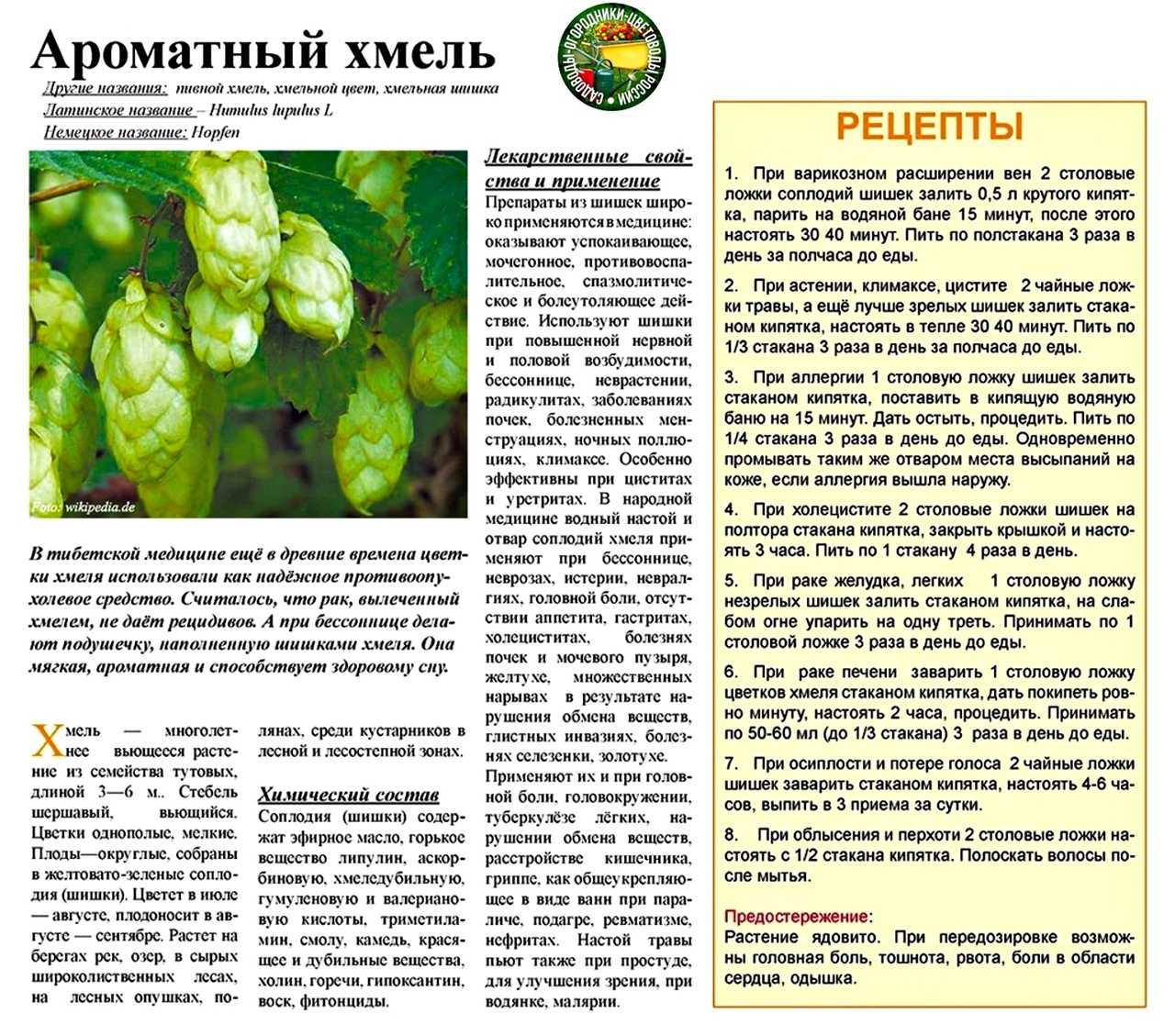 Домашнему пивовару — домашний хмель