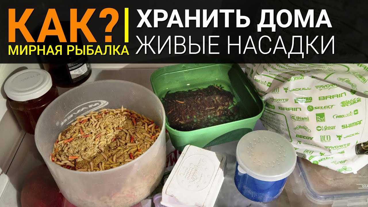 Способы хранения червей для рыбалки в домашних условиях