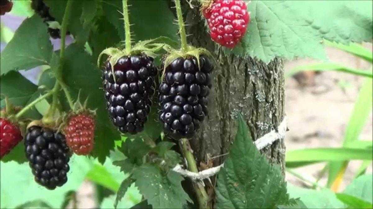 Ежемалина – выращивание и уход: обрезка, размножение. сорта с фото