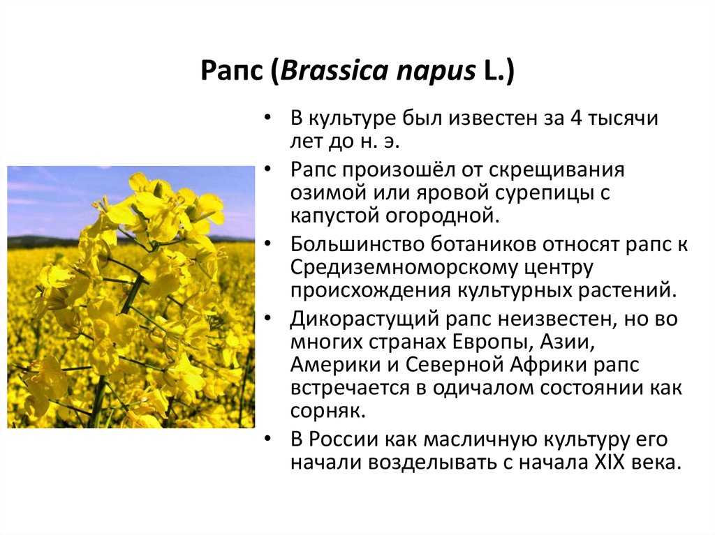 Масленичное растение рыжик