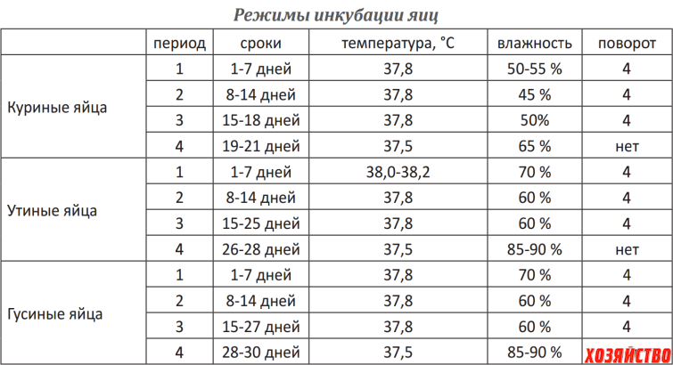 Как правильно хранить гусиные яйца для высиживания