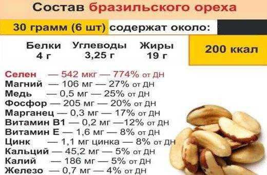 Бразильский орех: полезные свойства и противопоказания, калорийность, бжу