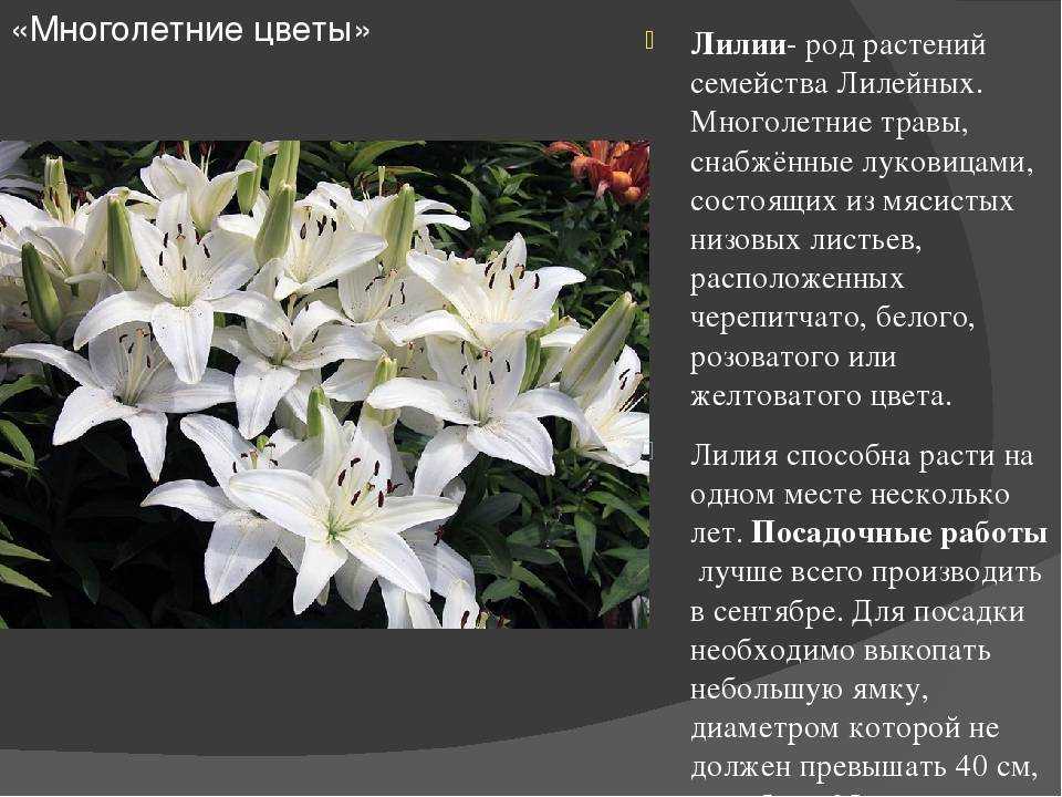 Лилия: фото и описание сортов и видов
