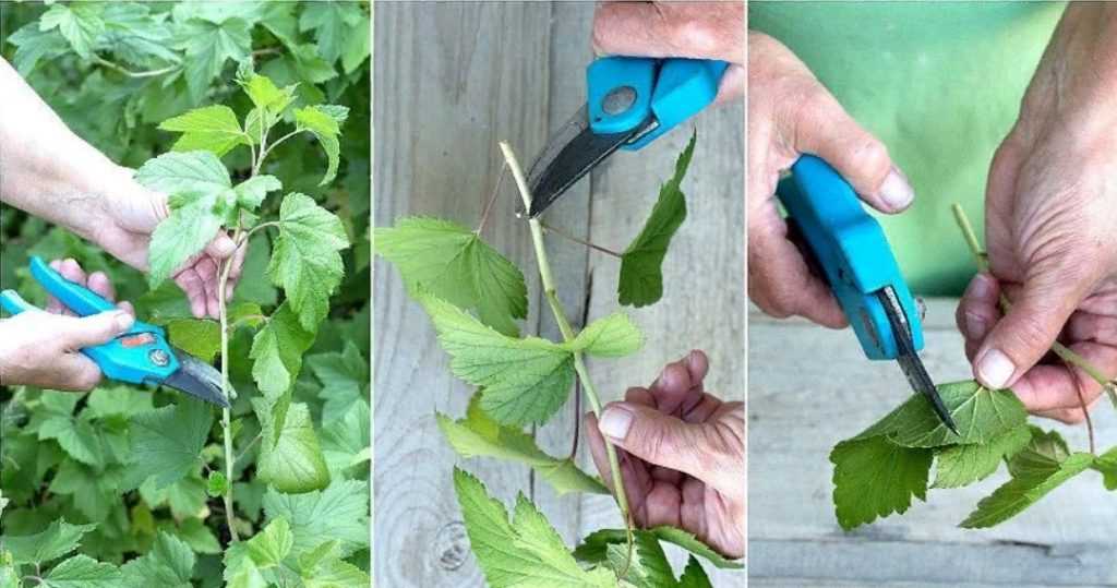 Описание и лечение распространенных болезней черной и красной смородины