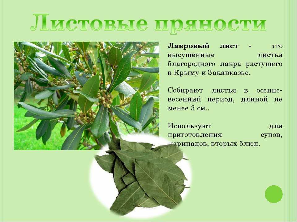 Лавровый лист, благородная пряность - кулинарные заметки алексея онегина