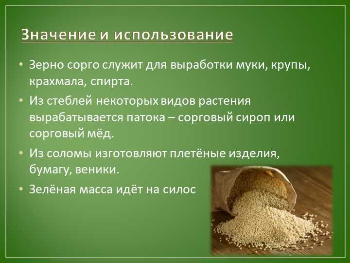 Что такое сорго? - ботаническое описание и внешний вид растения, место произростания, урожайность, технологии выращивания, классификация