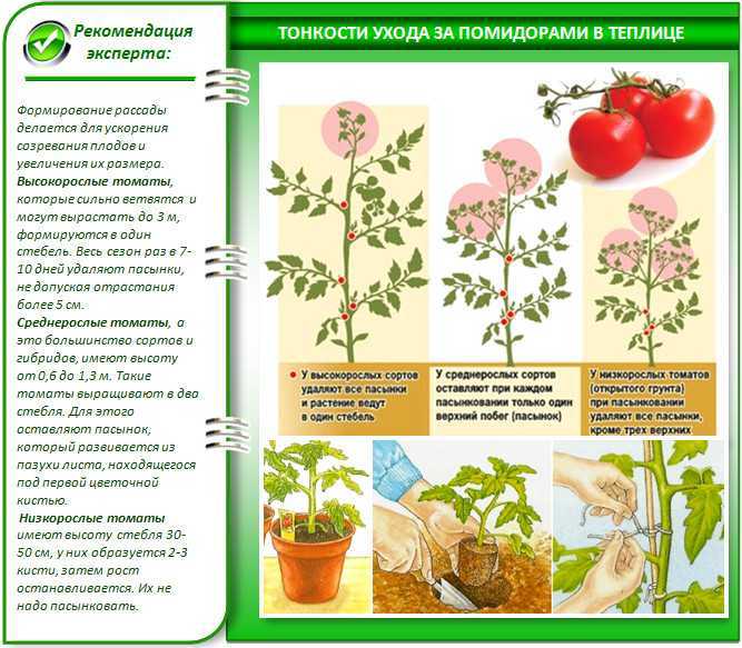 Как сажать рассаду томатов в открытый грунт: мгновенное решение