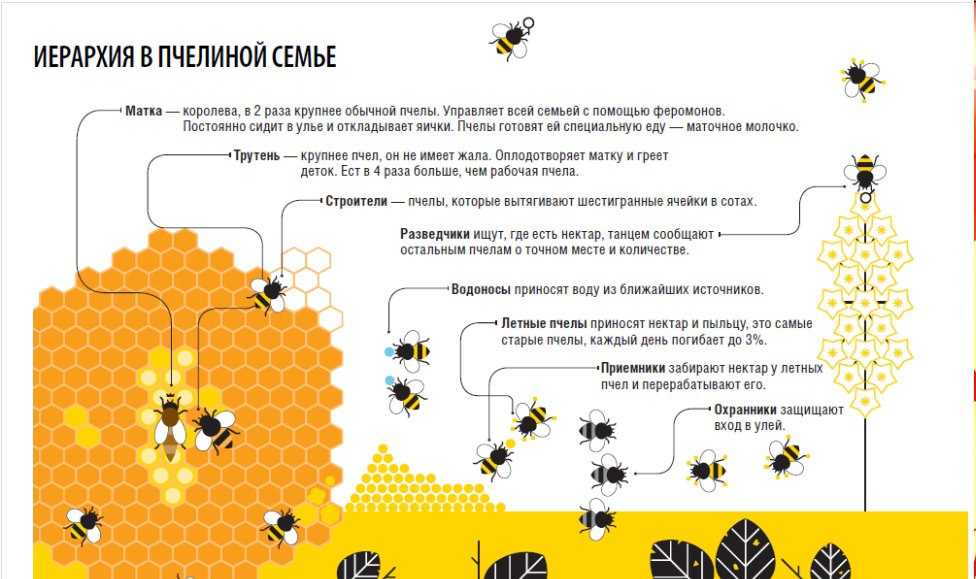 Вощина в пчеловодстве: для чего нужна пчелам, виды вощины, как сделать своими руками