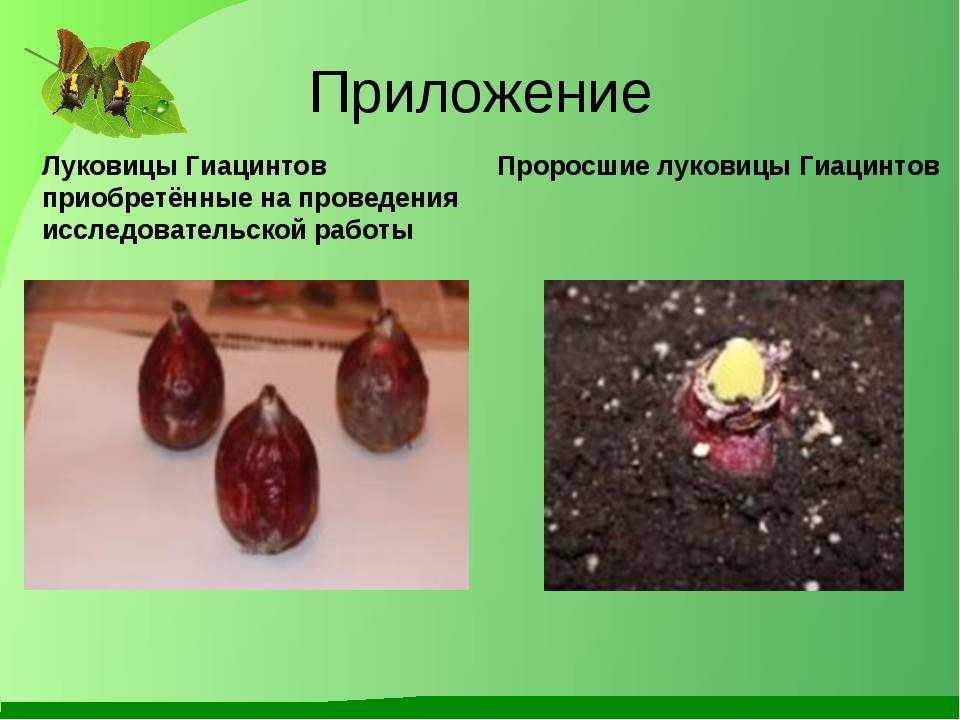 Выгонка гиацинтов к 8 марта в домашних условиях. как вырастить