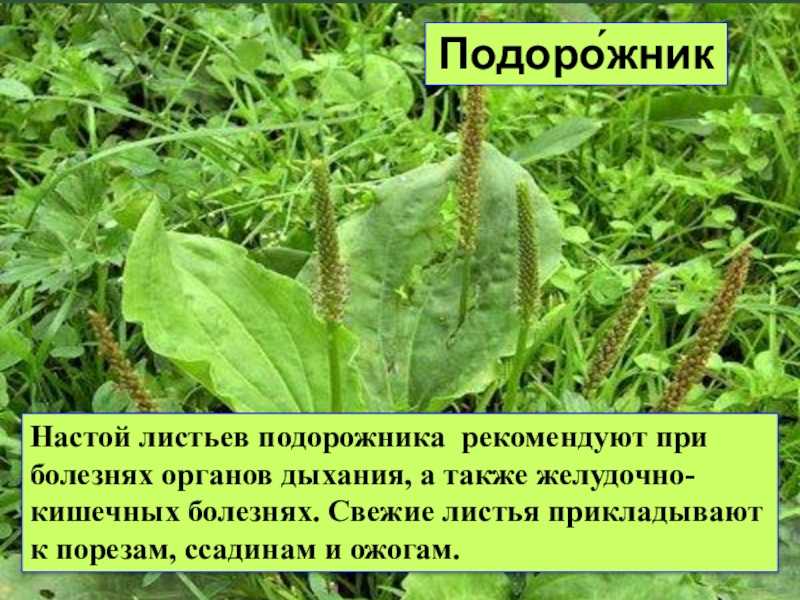 Подорожник: лечебные свойства и противопоказания, применение, фото