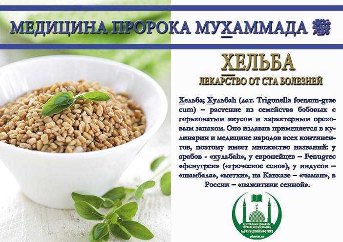 Пажитник. что это за растение? использование в народной медицине