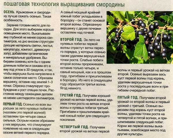 Как увеличить урожай смородины?