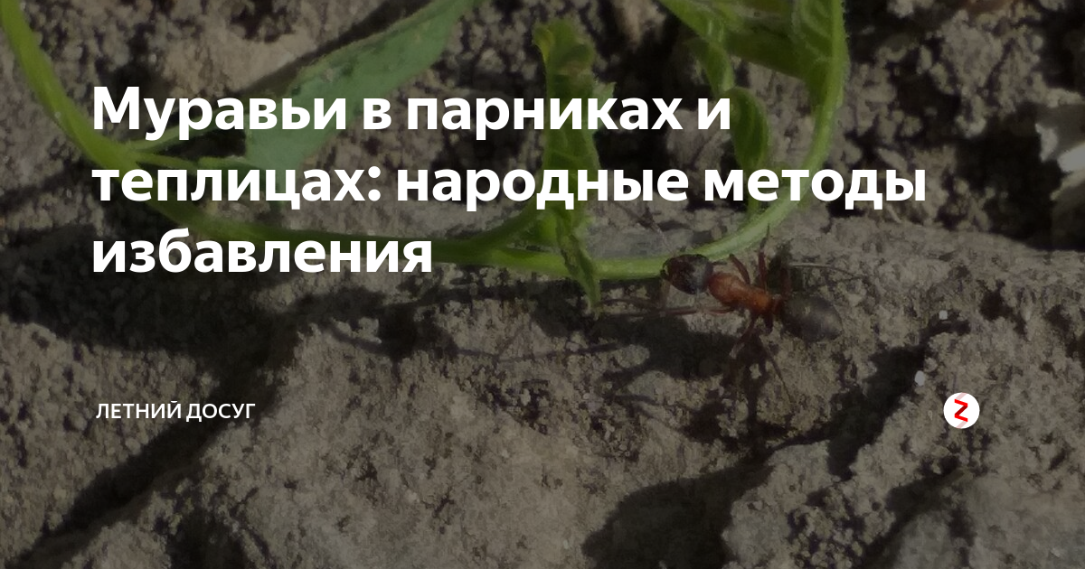 Как избавиться от муравьев в теплице — советы специалистов