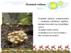 Опята - 70 фото о том как отличить ложные грибы от съедобных