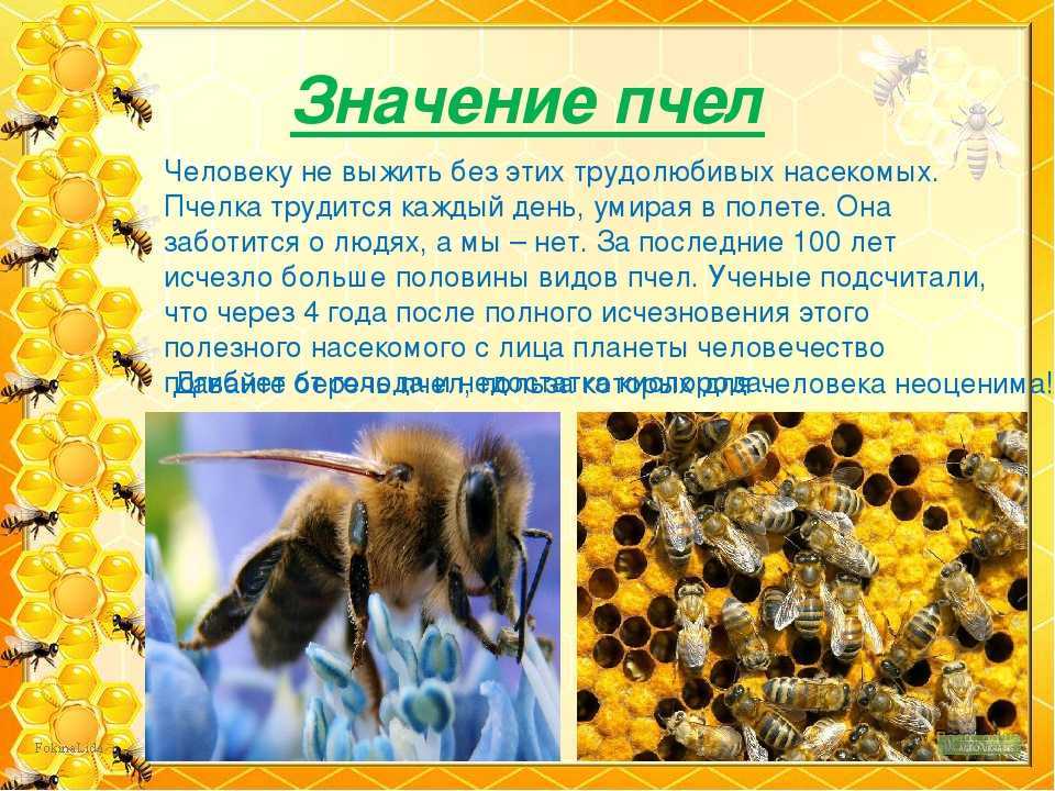 Вощина для пчел