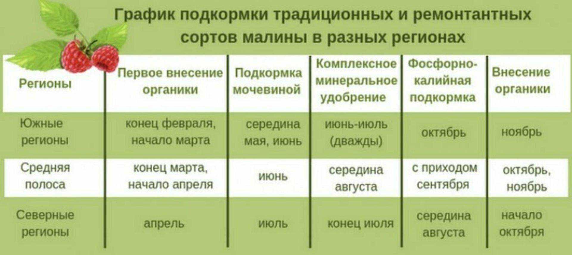 Разновидности роз с фото и описанием: популярные виды и классификация по цвету и форме бутона