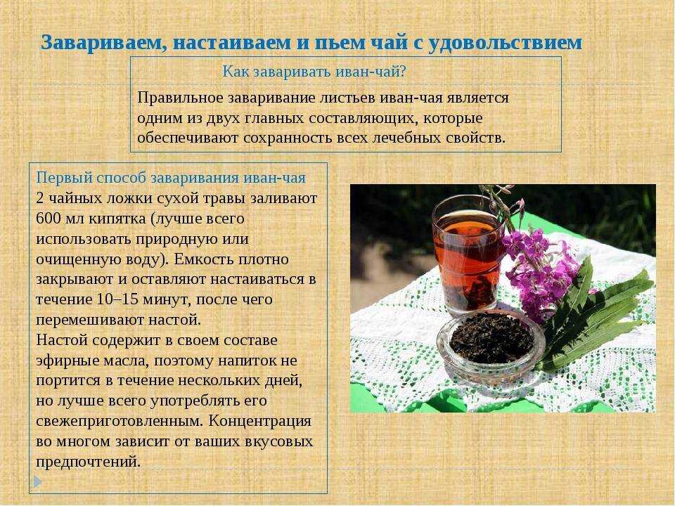 Иван-чай (кипрей) – сбор и заготовка: как собирать, заготавливать и сушить – фото и видео