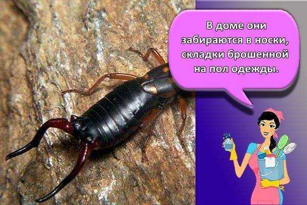 Насекомые двухвостка и уховертка: что едят и чего бояться, как размножаются, как избавиться в частном доме, в теплице, на даче, квартире